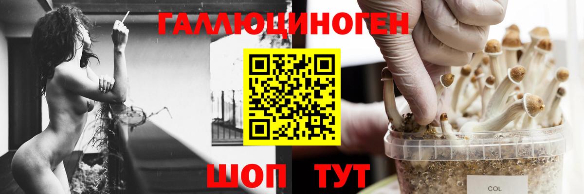 Псилоцибиновые грибы Psilocybe  Вход с VPN  Кувандык 